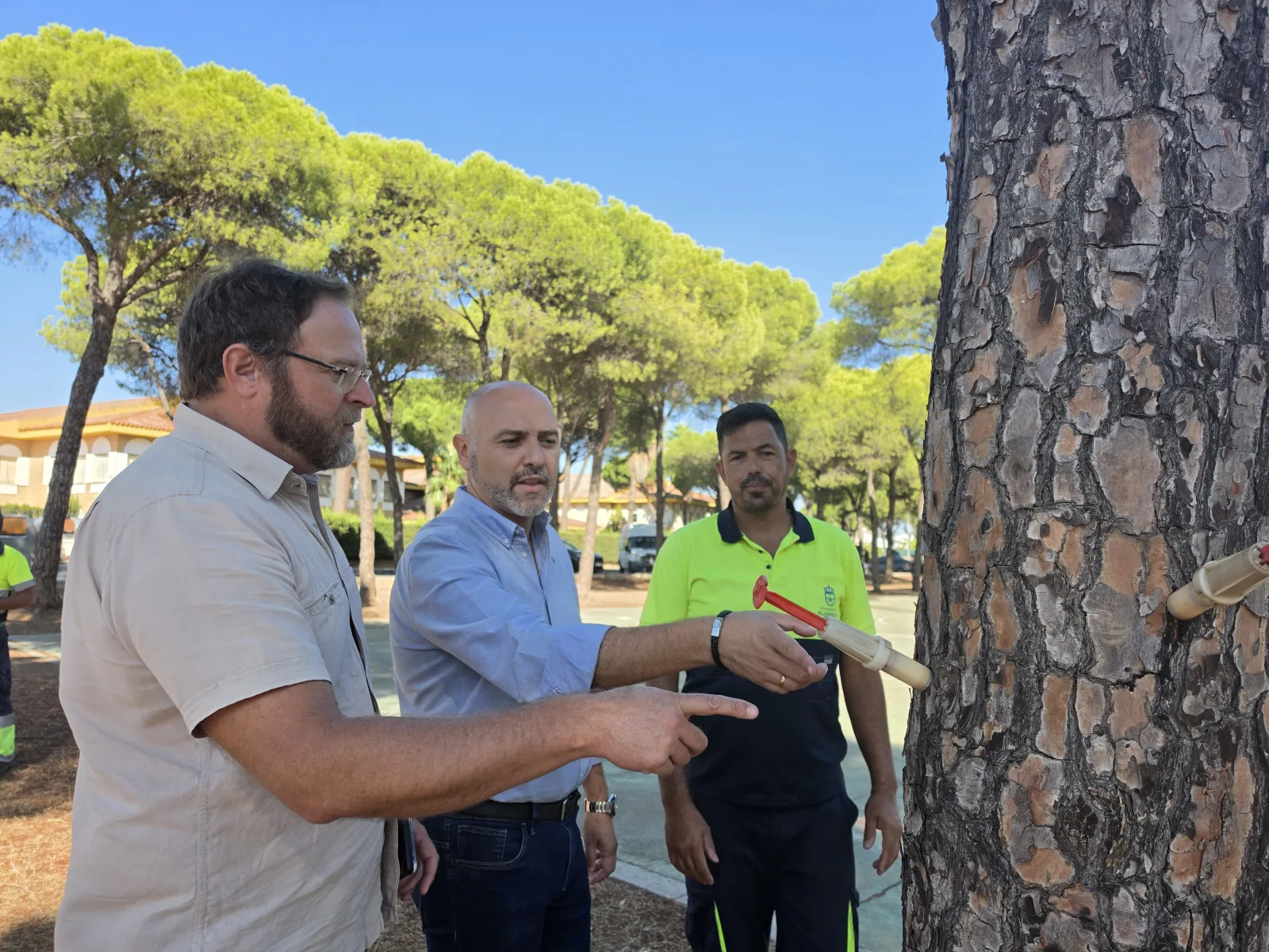 Imagen de la noticia: Aljaraque trata pinos y palmeras contra la procesionaria y el picudo rojo